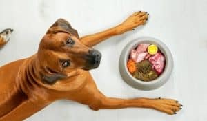 Detoxing Dogs Naturally: An Expert Guide to Restoring Canine Health
