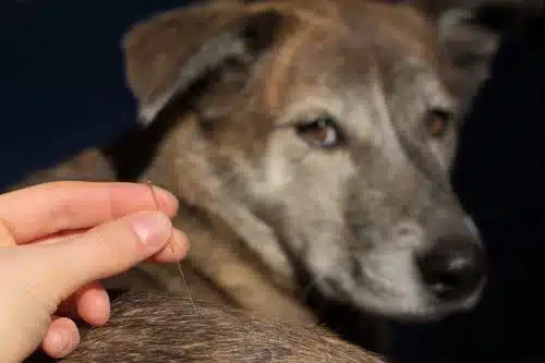 Hormone Imbalance in Dogs: Natural Solutions for Canine Endocrine Disease