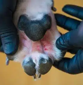 Atopic Dermatitis in Dogs: Symptoms, Treatment, and Natural Remedies