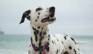 Pros and Cons of Spaying and Neutering: A Holistic Vet’s Perspective