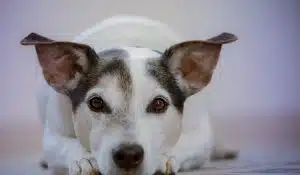 Dog Behaviour: The Hidden Influence of Nutrition on Your Dog’s Mood
