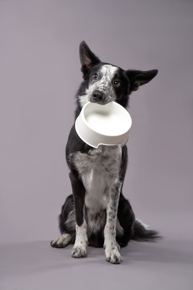 dog with water bowl