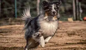 Practical Tips for Starting With ProDog Supplements