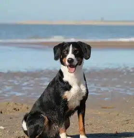 Beginners’ Guide to Dog Supplements