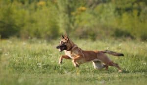 Practical Tips for Starting With ProDog Supplements