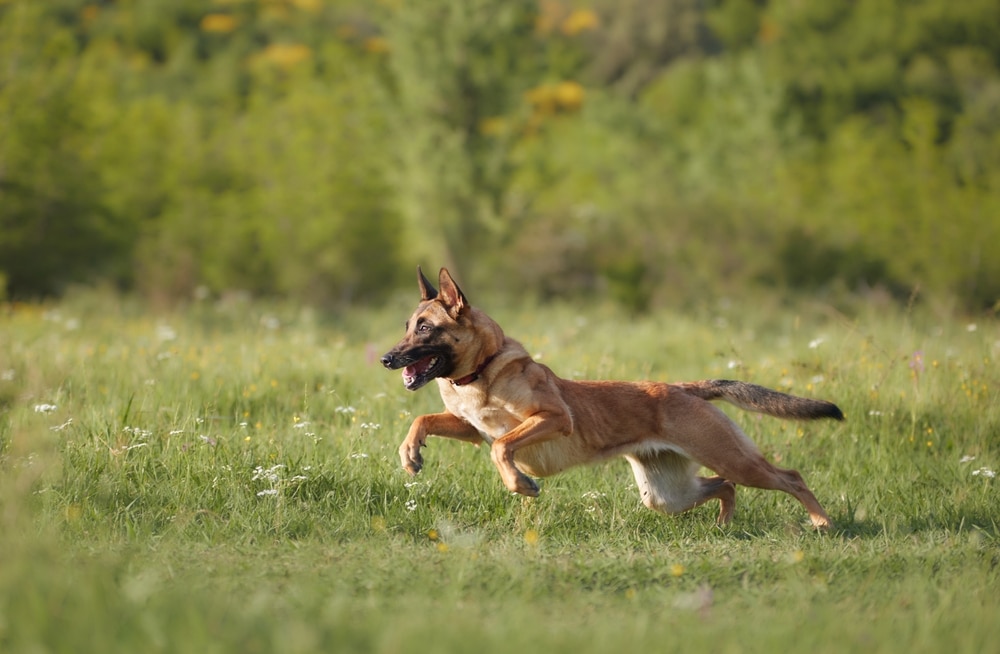 Practical Tips for Starting With ProDog Supplements