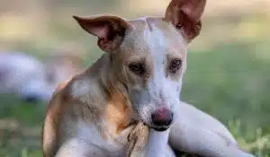 What Makes a Good Dog Treat and How to Feed Them