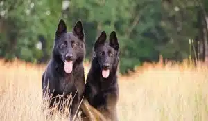 Fuelling Dog’s Health Through Nutrition: A Vet’s Perspective