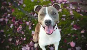 Kennel Cough in Dogs: A Natural Approach to Treatment and Prevention