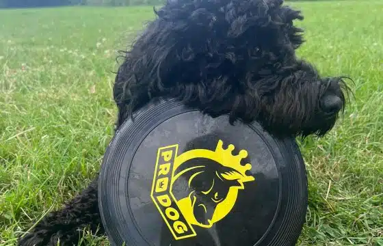From Poorly Puppy to Healthy and Happy: Max the CockerPoo