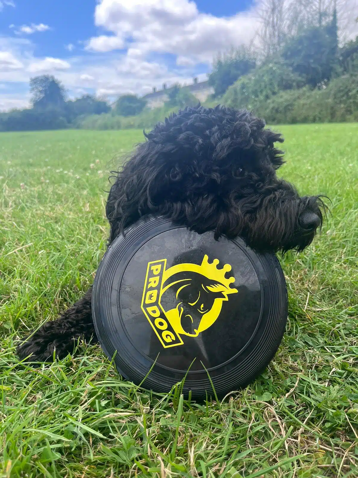 From Poorly Puppy to Healthy and Happy: Max the CockerPoo