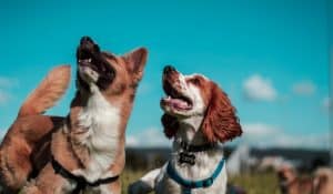 Oxidative Stress and Antioxidants: A Beginner’s Guide for Humans and Dogs
