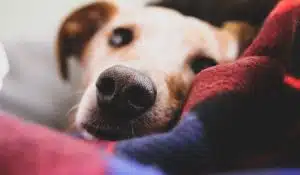 How to Support a Dog Nervous of Fireworks this Bonfire Night