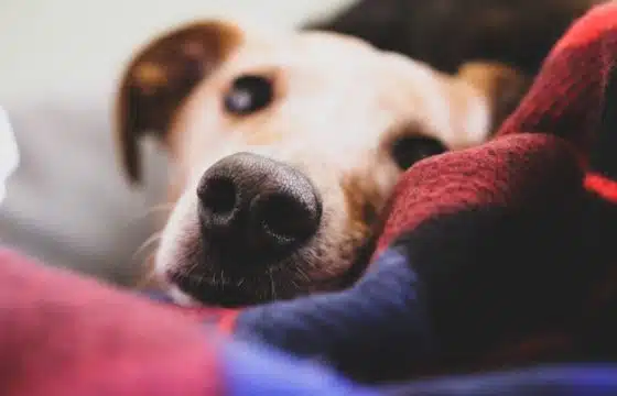 How to Support a Dog Nervous of Fireworks this Bonfire Night