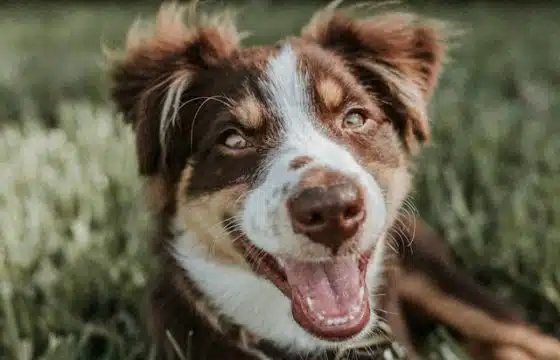 The All You Need to Know Guide to Healthy Weight Gain for Dogs