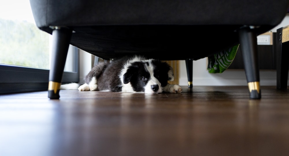 dog scared of fireworks