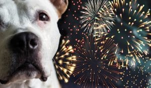 How to Support a Dog Nervous of Fireworks this Bonfire Night
