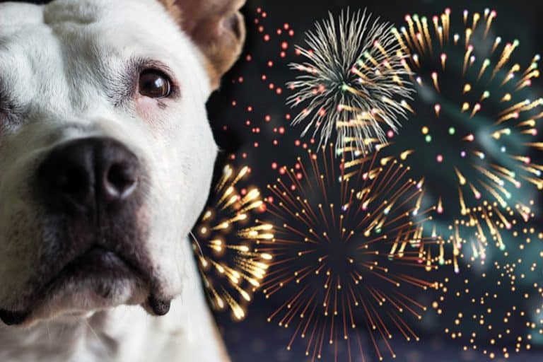 dogs and fireworks
