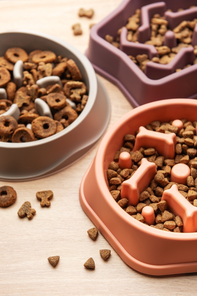 kibble for dogs