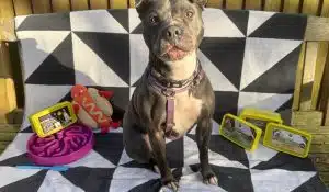 Help a Rescue Dog Enjoy a Special Christmas Meal!