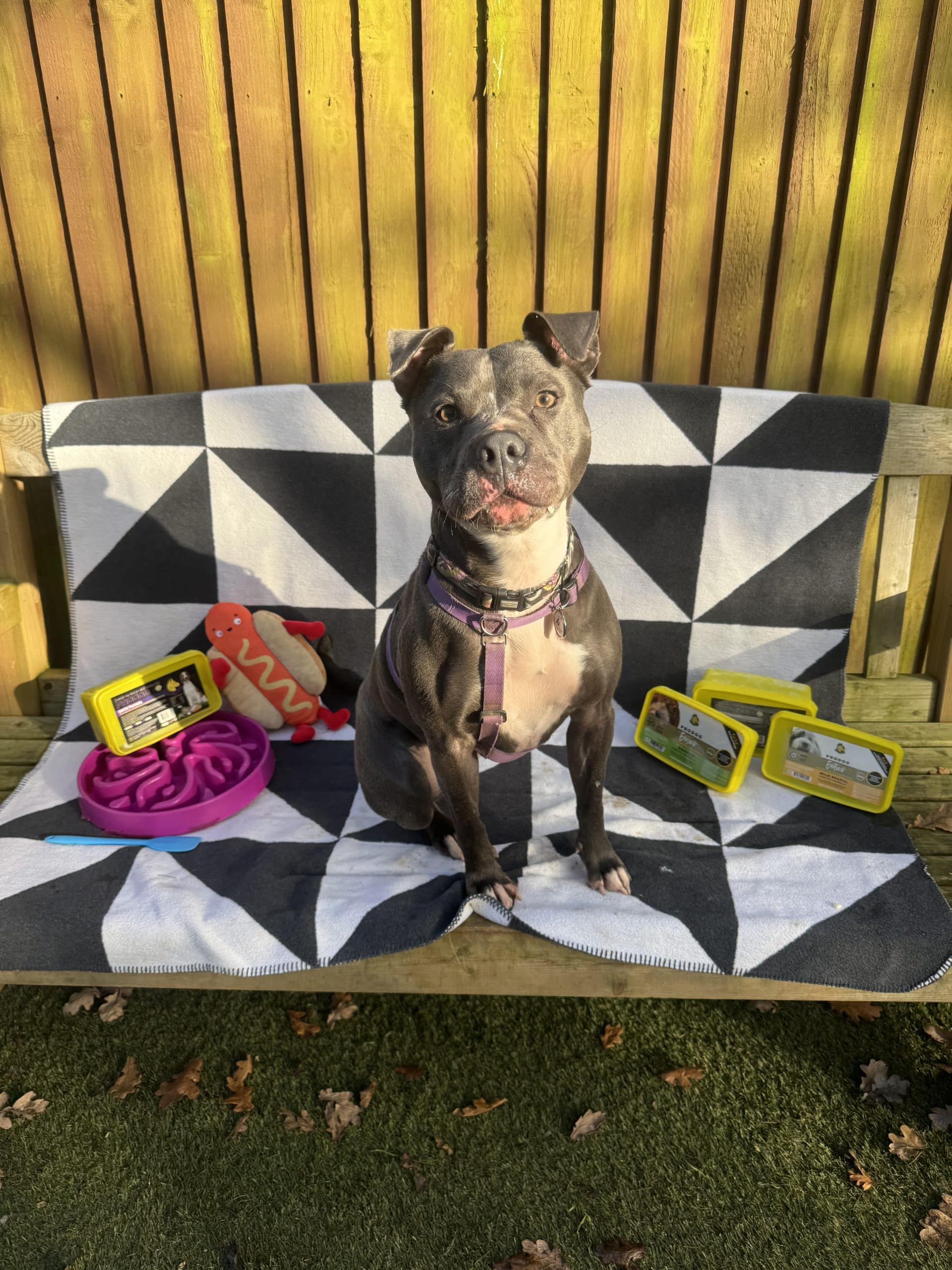 Help a Rescue Dog Enjoy a Special Christmas Meal!