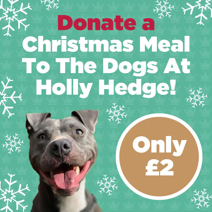donate a Christmas meal to rescue dogs