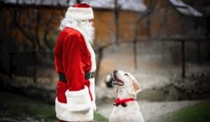 Dog-Friendly Christmas: 10 Tips for a Stress–Free and Happy Christmas