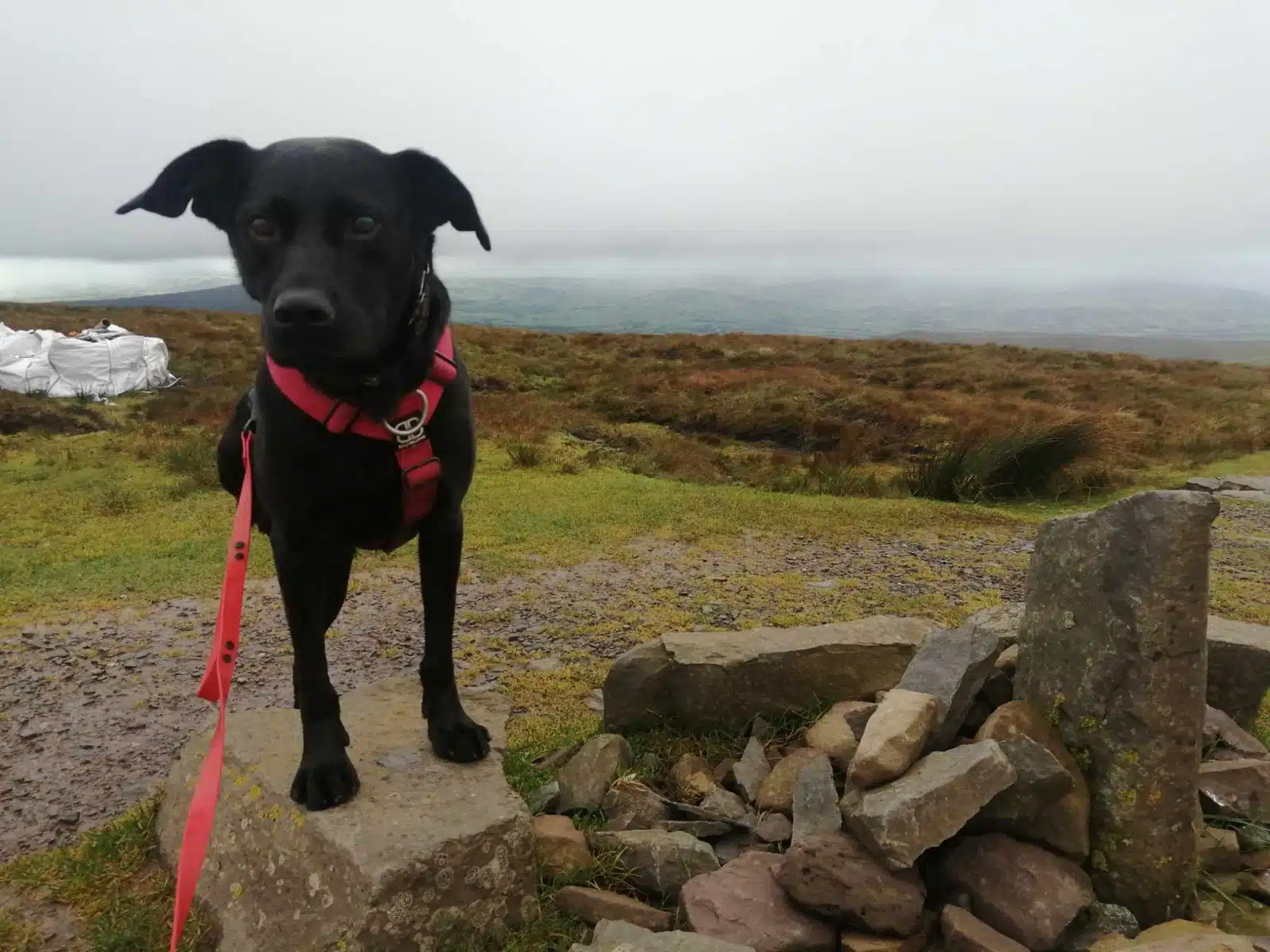 Reviving Muscle Health: Lister’s Story of Recovery with ProDog Muscle Plus