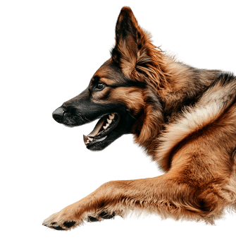 Dog Hormone Guide: Endocrine Imbalances, Symptoms, Solutions - Hormone Balance In Canine Digestive Health And Disease Management And Treatment