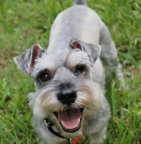 Pancreatitis in Dogs: Insights and Nutrition Tips from Experts