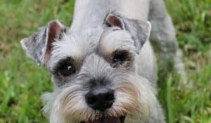 Pancreatitis in Dogs: Insights and Nutrition Tips from Experts