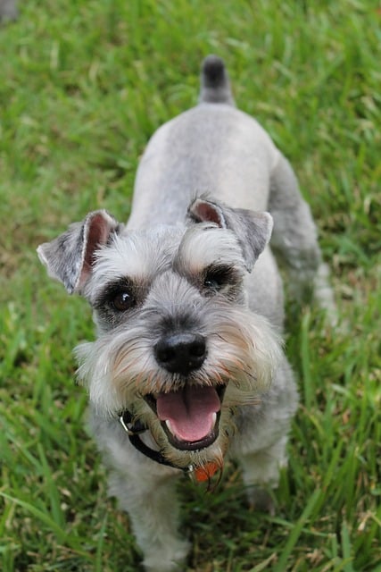 holistic treatment for pancreatitis in dogs