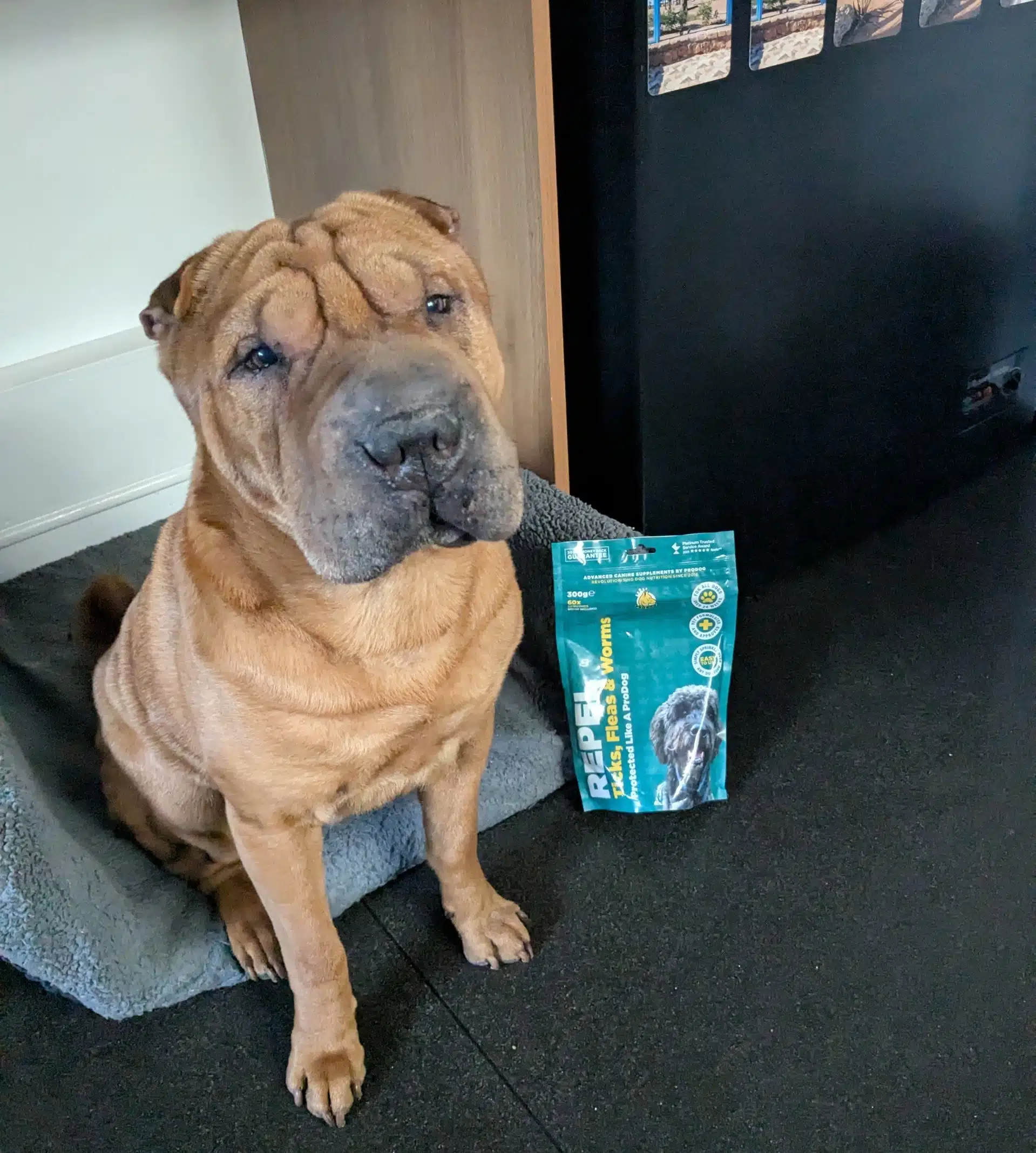 Ditch the Itch: How Chunk Beat Seasonal Allergies the Natural Way