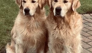 Parasite-Free Naturally – How Rosemary’s Goldens Stay Safe with Repel