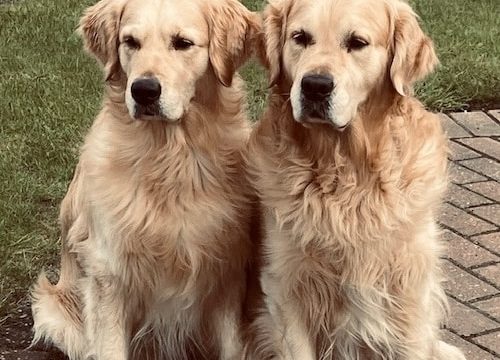 Parasite-Free Naturally – How Rosemary’s Goldens Stay Safe with Repel