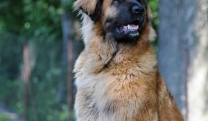 Joint Health in Dogs: Natural Solutions and Preventative Care