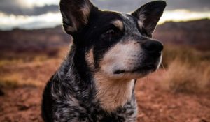 Why It’s Time to Rethink Flea & Worm Treatments for Dogs