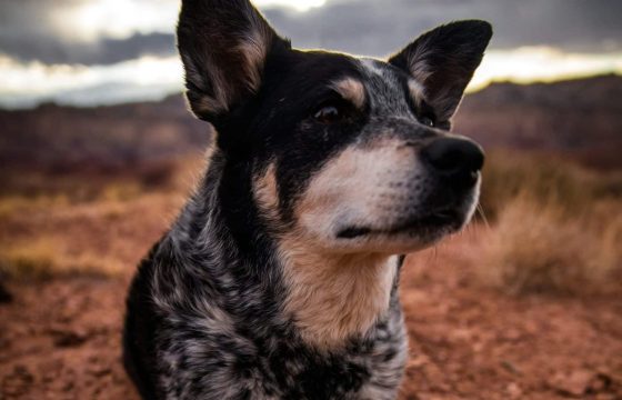Why It’s Time to Rethink Flea & Worm Treatments for Dogs