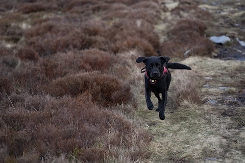 joint supplement for dogs helping dogs live their best life