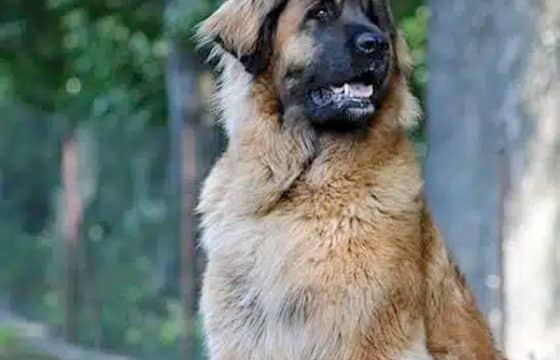 Joint Health in Dogs: Natural Solutions and Preventative Care