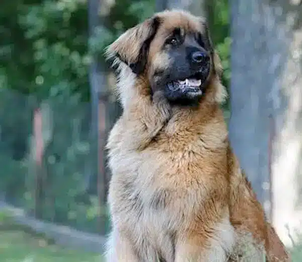 Joint Health in Dogs: Natural Solutions and Preventative Care