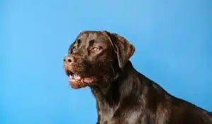 Could This Be the Reason Your Reactive Dog Is Still Struggling?