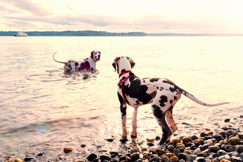 dogs swimming for healthy joints