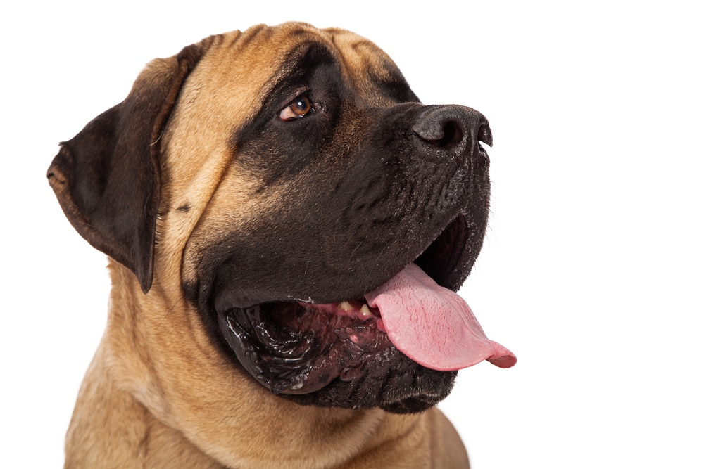 large dog