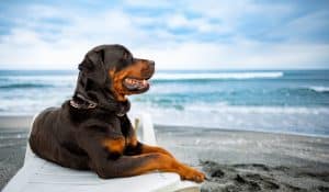 Joint Health in Dogs: Natural Solutions and Preventative Care