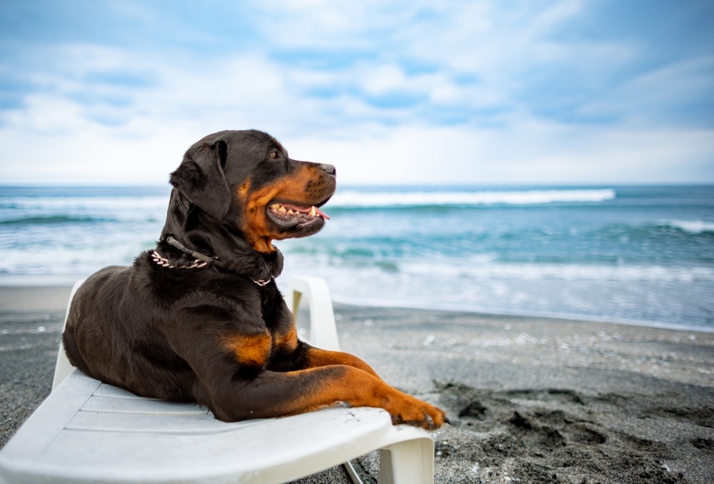Joint Health in Dogs: Natural Solutions and Preventative Care