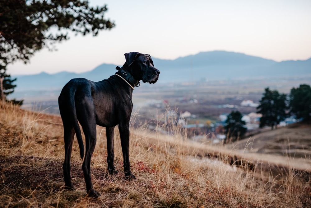 joint issues in dogs