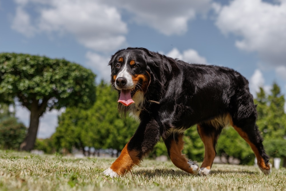 joint mobility in dogs