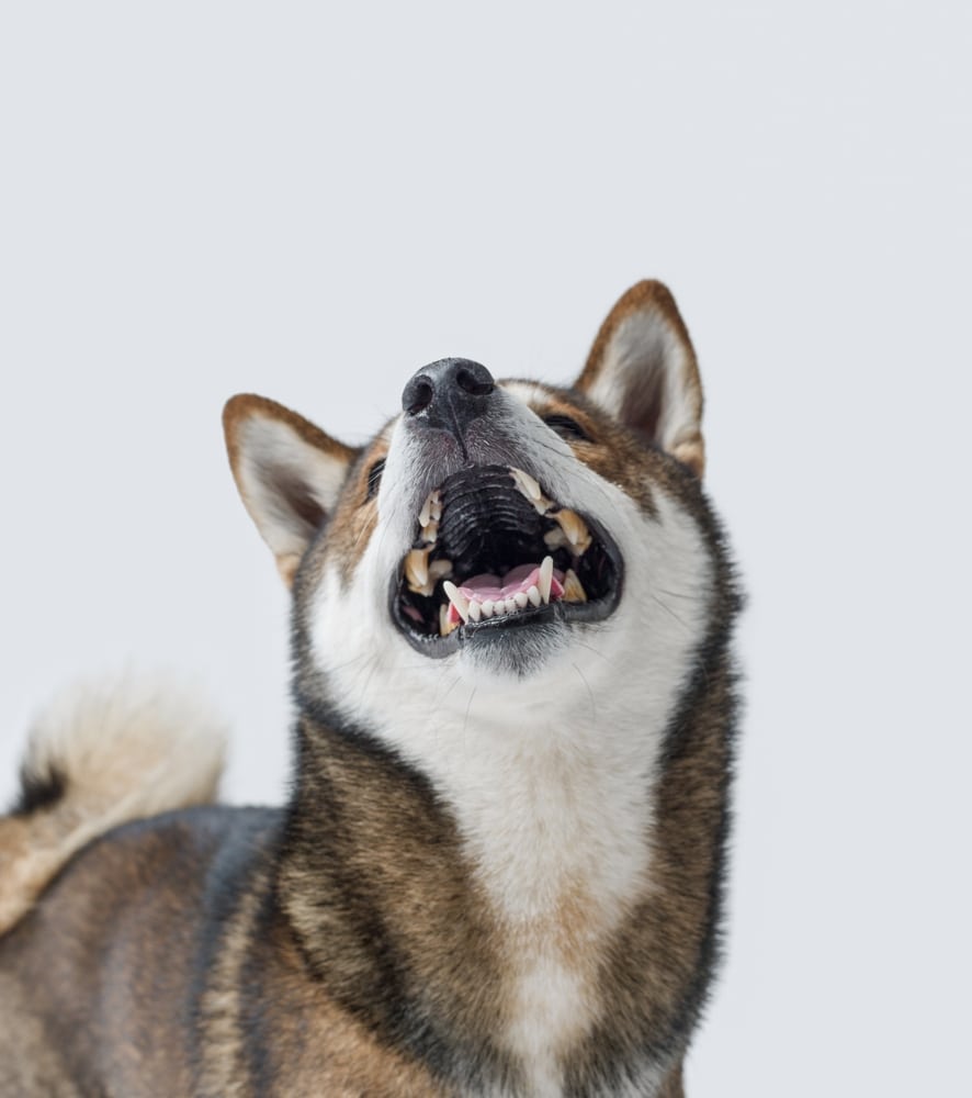 dog temperament