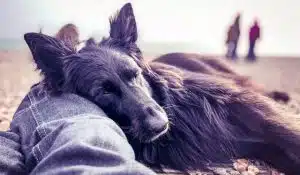 Calming Dogs: The All You Need to Know Guide